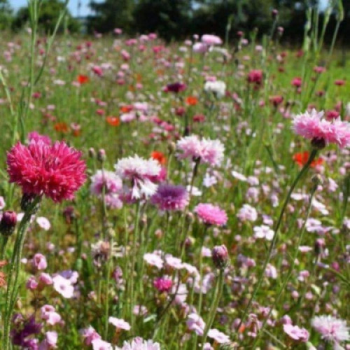 ColourBoost Wildflower Range