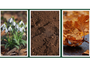 Blooming Brilliance: Garden Ideas for February