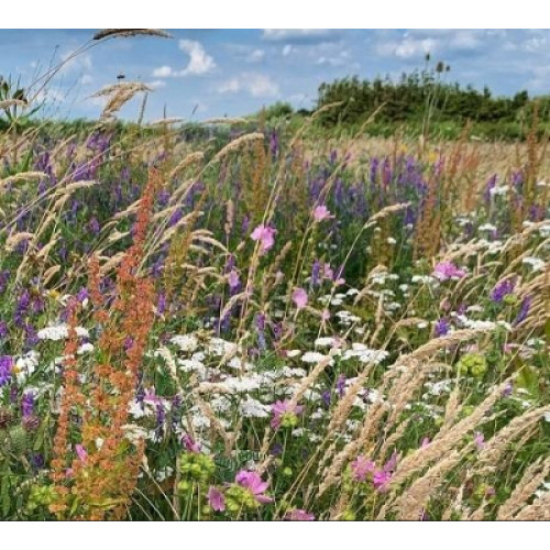 ProFlora Wildflower Range