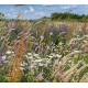 ProFlora Wildflower Range