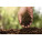 Compost