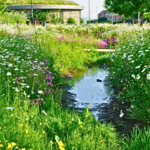 ProFlora Wildflower Range