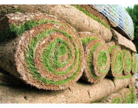 Landscaping Turf