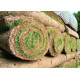 Landscaping Turf