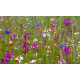 ProFlora Wildflower Range