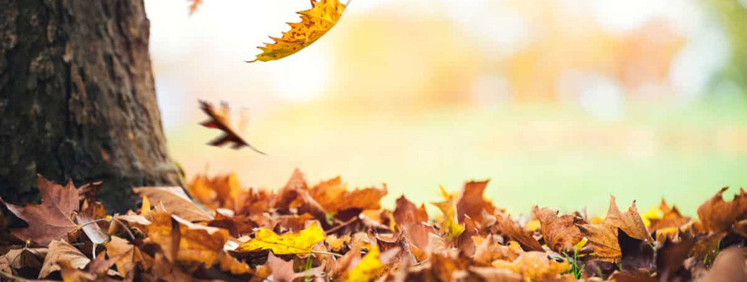 November Gardening Jobs