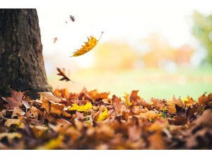 November Gardening Jobs