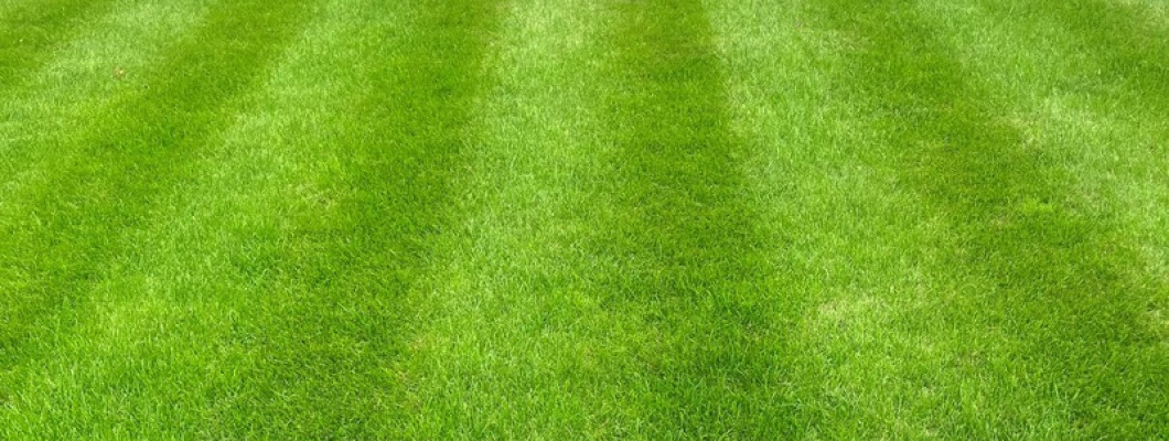 The Benefits of October Fertilisation